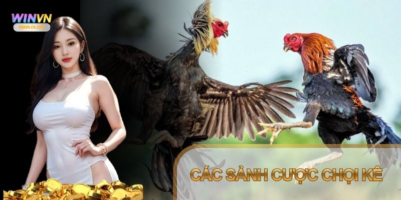 Cổng game phát sóng nhiều trường đấu với lịch rõ ràng