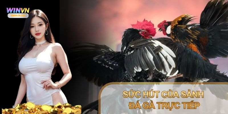 Đá gà trực tiếp chuẩn nét và được cập nhật nhanh