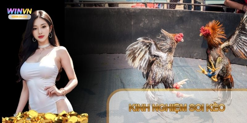 Theo dõi đá gà trực tiếp để tìm chiến thuật hợp lý