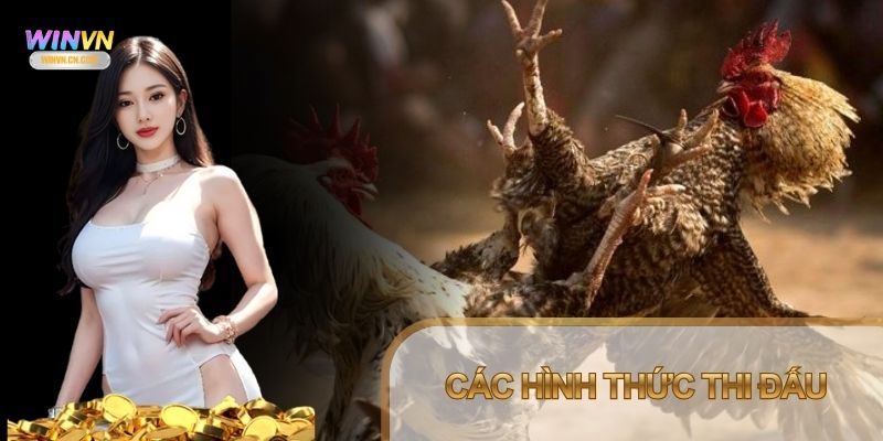 Trải nghiệm đá gà trực tiếp tại Winvn với nhiều hình thức